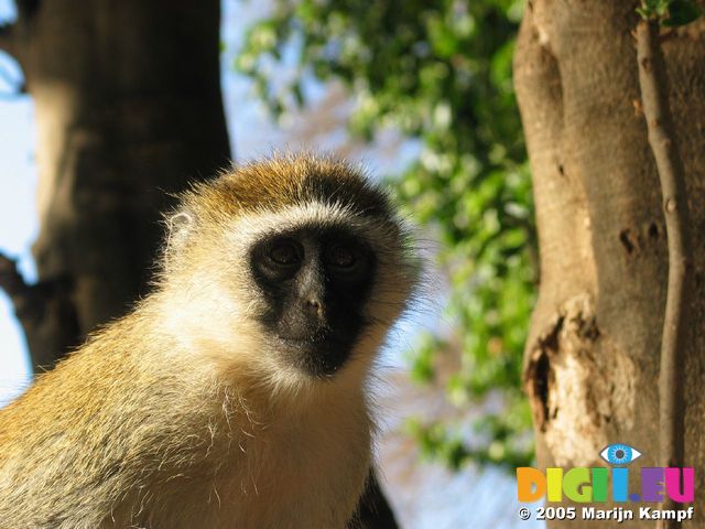 14295 Portrait of a sight monkey in the tree